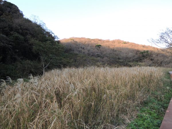 塩害の様子